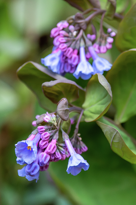 Candice Lowther - Clusters of Virginia Bluebells Dangle in Spring