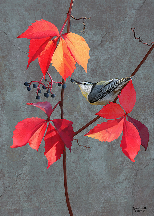 Spadecaller - Virginia Creeper and Nuthatch
