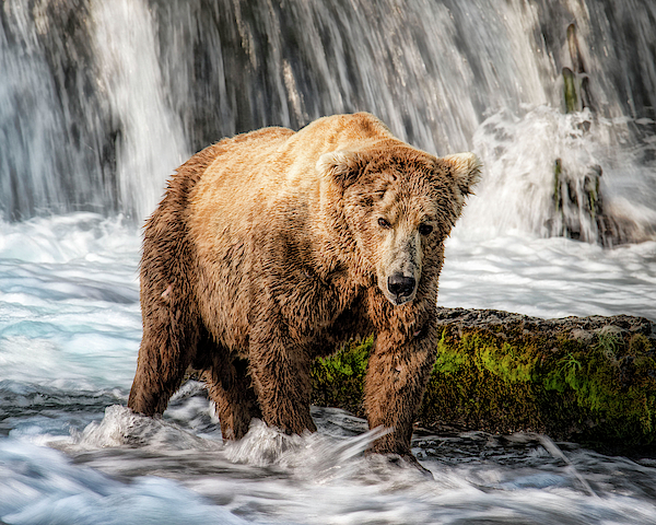 Mama Bear #2 Photograph by Sissy Schneiderman - Fine Art America