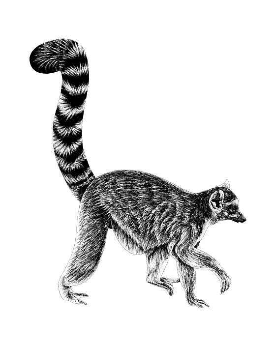 Ring-tailed lemur - Instant Sublimation Digital Download - B - Inspire  Uplift