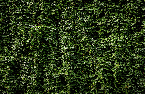 Nicklas Gustafsson - Wall Of Green