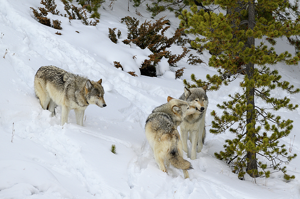 Julie Barrick - Wapiti Wolves of Yellowstone