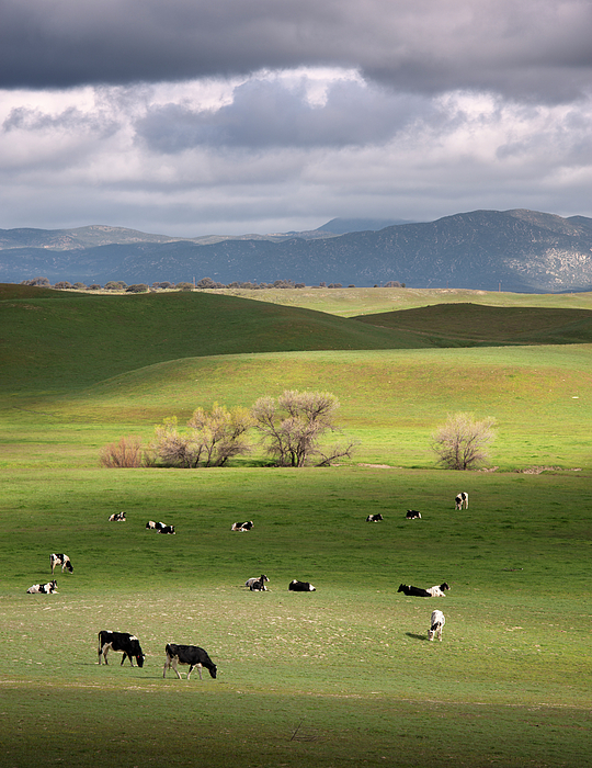Warner Spring Hills and Cows Duvet Cover by William Dunigan - Fine Art America Warner Spring Hills and Cows Duvet Cover by... 