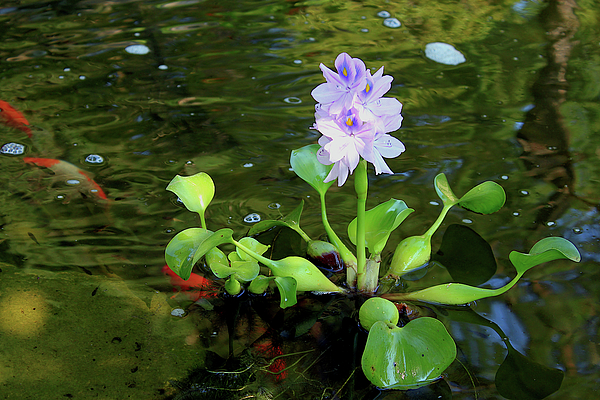 Hanne Lore Koehler - Water Hyacinth Float