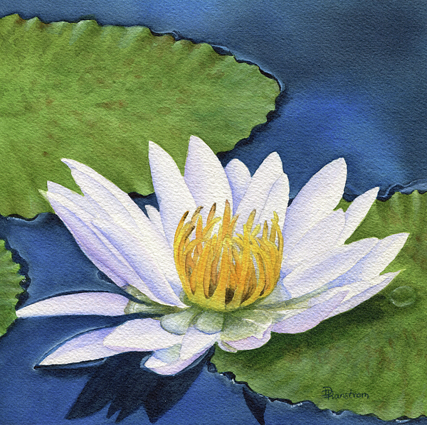 Diana Ranstrom - Water Lily