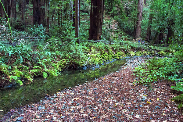 https://images.fineartamerica.com/images/artworkimages/medium/3/water-stream-in-dense-forest-beygan-sundaramurthy.jpg