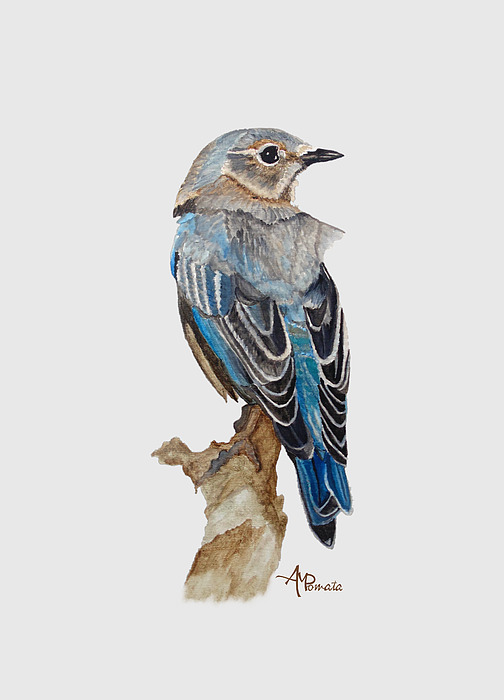 Angeles M Pomata - Watercolor Eastern Bluebird