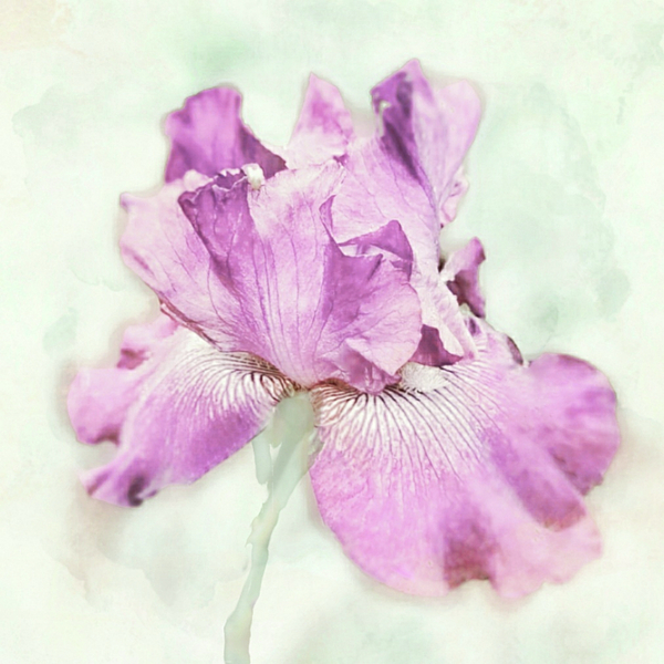 Antonia Surich - Watercolor Pink Iris Flower 