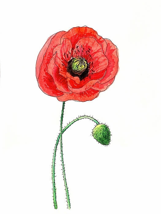 Masha Batkova - Watercolor Poppy