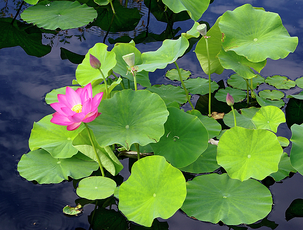 Frank Barnitz - Pink Water Lily in Pad Cluster