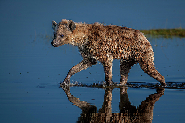 Animal Photographs