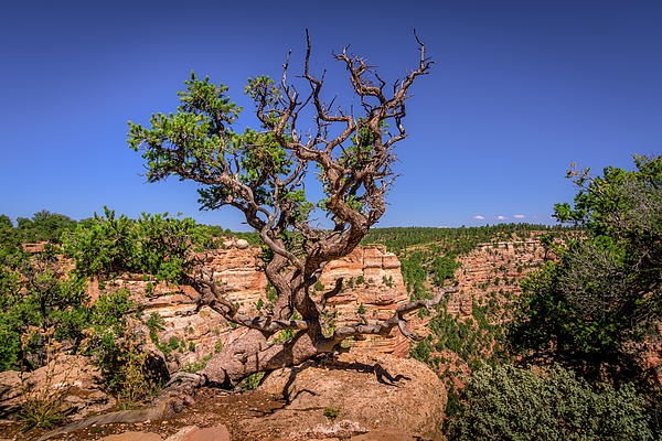 Harry Beugelink - Weathered Tree at the Grand Canyon North Rim