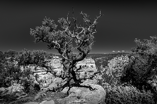 Harry Beugelink - Weathered Tree at the Grand Canyon North Rim in BW