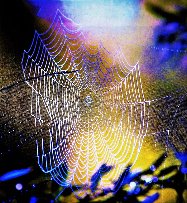 Elizabeth Pennington - Web A Magical Weave