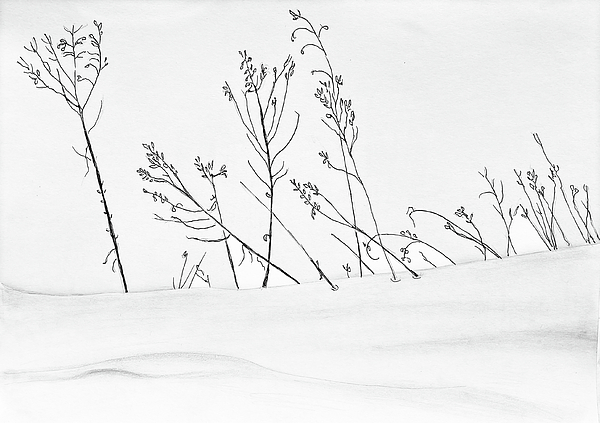 Mary Bedy - Weeds and Snowdrift Sketch 042624