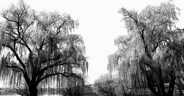 Will Borden - Weeping Willow Duo Monochrome