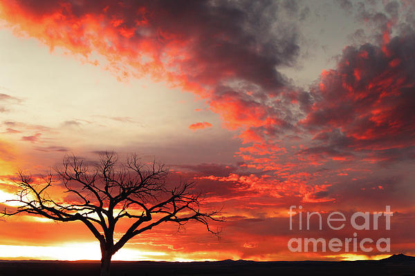 Elijah Rael - Welcome Tree with a Sunset of Fire