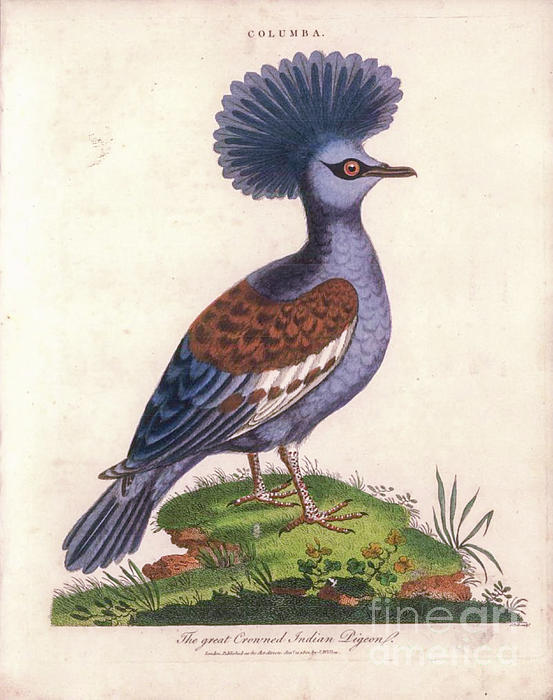 western crowned pigeon