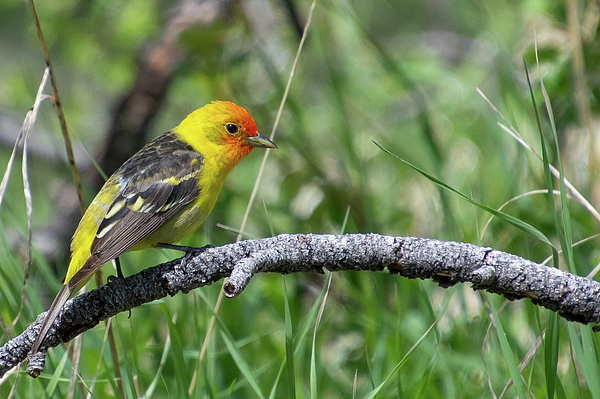 Western Tanager with Spring Green Hand Towel by Cascade Colors