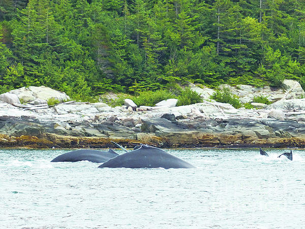 Connie Sloan - Whales in Alaska
