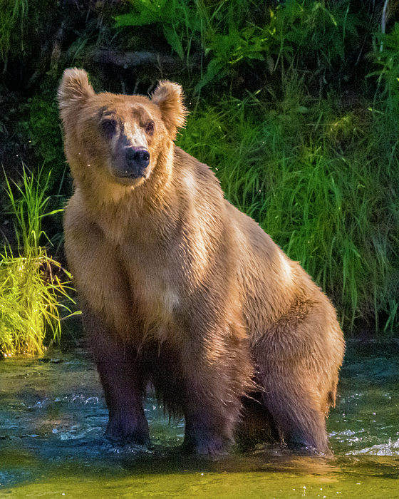 Bear Art