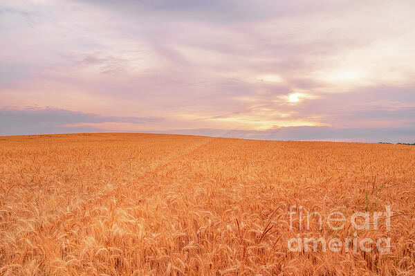 Lynn Welles - Wheat Field Sunrise