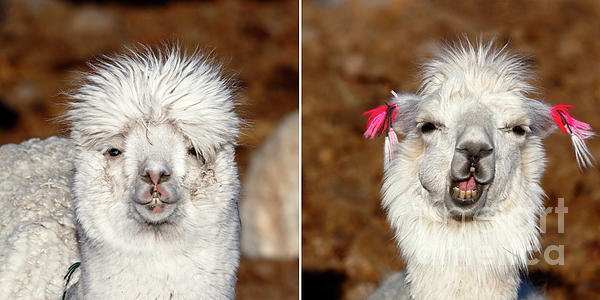 James Brunker - White alpaca and smiling llama mug