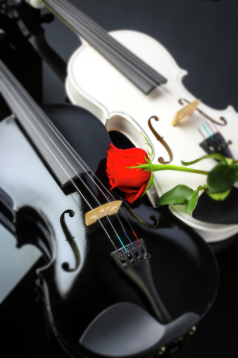 White And Black Violin With Red Rose Greeting Card by Garry Gay