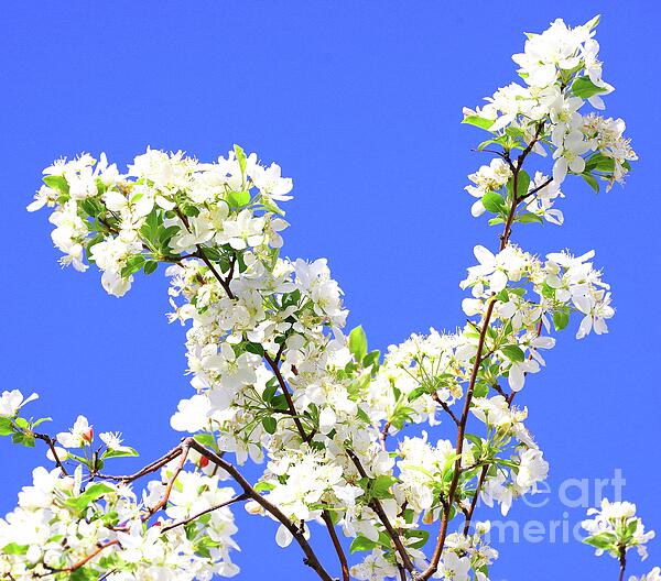 Scott Mason Photography - White Blossoms on a Blue Sky Day
