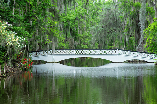 Wayne Moran - White Bridge Reflections Magnolia Plantation and Gardens Charleston South Carolina