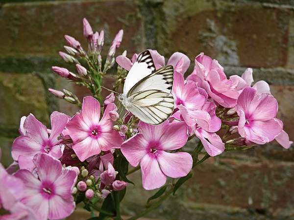Carmen Macuga - White Butterfly on Phlox