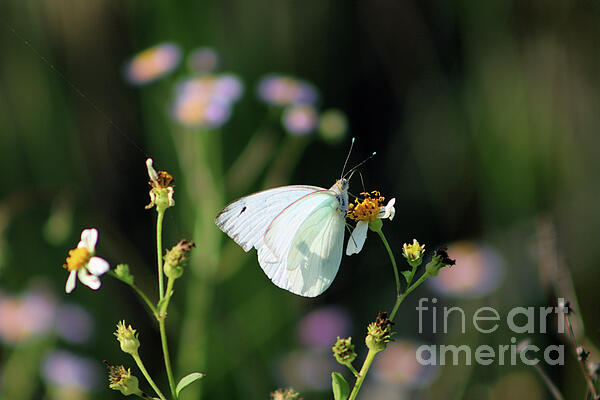 Brenda Harle - White Cabbage Butterfly On Daisy