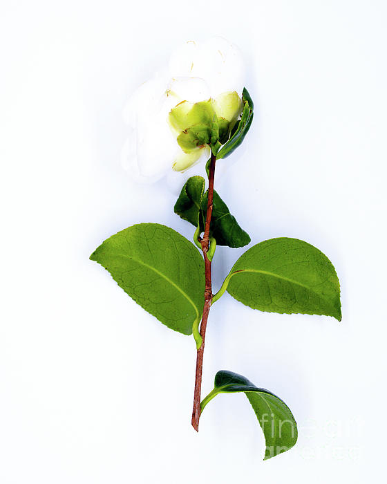 Green Art