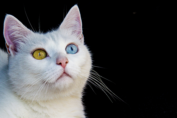 heterochromia cat wallpaper