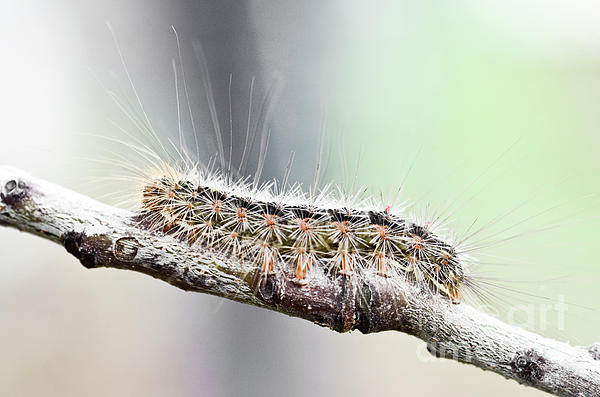 White Cedar Moth caterpillar Jigsaw Puzzle by Christopher Edmunds - Pixels