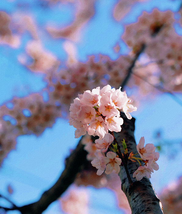 White Cherry Blossom In Close Up Photography_0001 In Watercolor Jigsaw  Puzzle