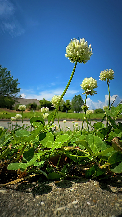 TJ Baccari - White Clover along the side of the road