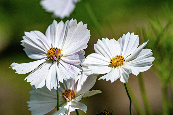 White Cosmos Flower Beach Towel by Sharon Gucker - Sharon Gucker - Website