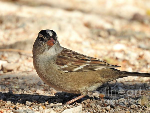 Janet Marie - White-Crowned Sparrow Surprise