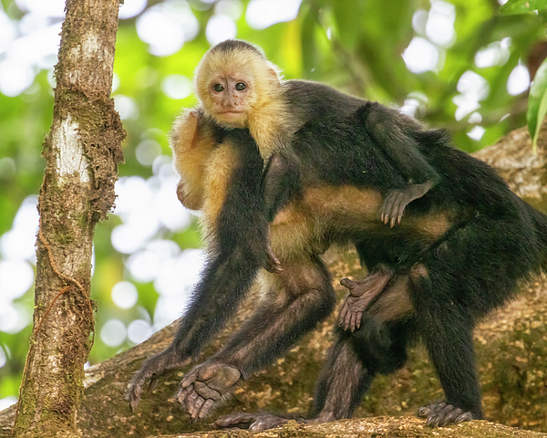 Belinda Greb - White-faced Capuchin Monkey with Her Infant, No. 2