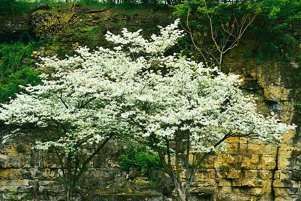 Kathy Lyon-Smith - White Flowering Dogwood Tree