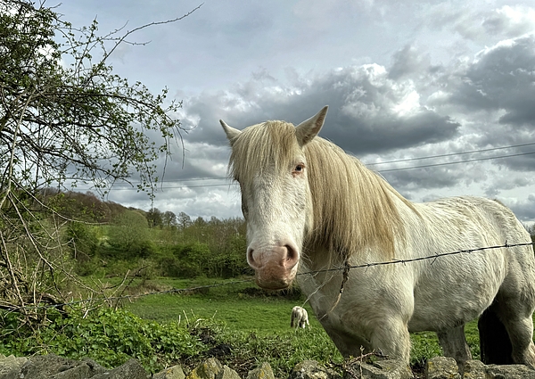 Derek Oldfield - White Horse in, Fagley, Bradford, UK