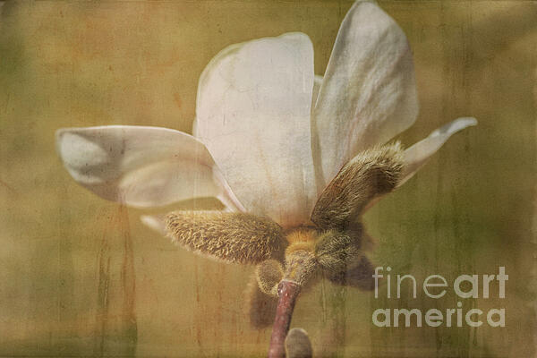 Renata Natale - White Magnolia Bloom