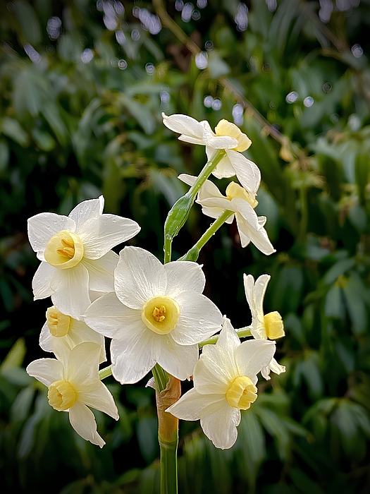 Anas Afash - White Narcissus 