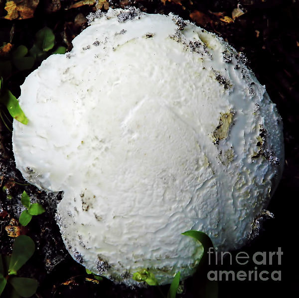 Brown Puff Balls Mushrooms Photograph by D Hackett - Pixels