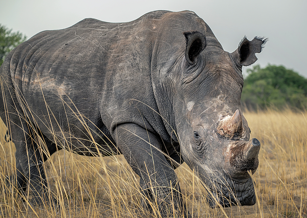 Joan Carroll - White Rhino Zimbabwe Africa