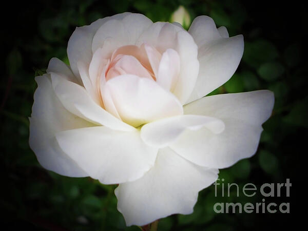 Jasna Dragun - White Rose