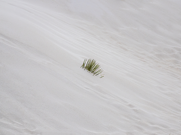 Joe Schofield - White Sand Yucca