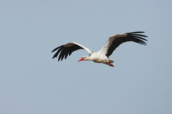 Eric BRENAC - White stork in flight #2