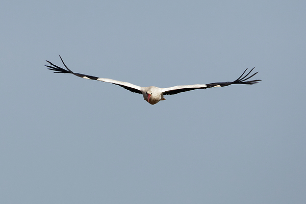 Eric BRENAC - White stork in flight